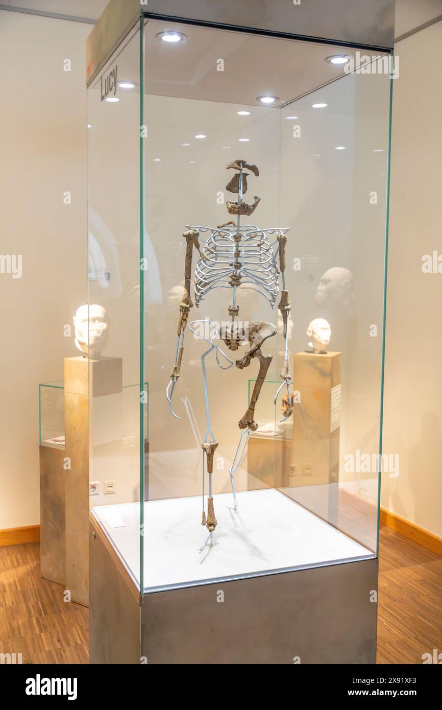 Frankfurt, Germany - May 21, 2024: Lucy skeleton (Australopithecus afarensis) in the Senckenberg Natural History Museum of Frankfurt. Stock Photo