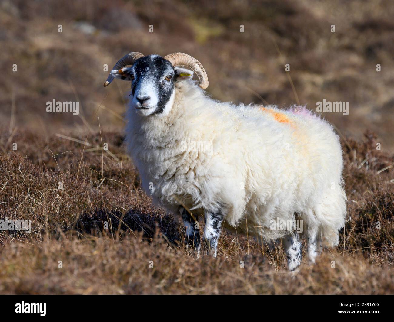 Scottish Blackface sheep a Dun Carloway Broch on the Isle of Lewis and Harris, Outer Hebrides, Scotland. Stock Photo