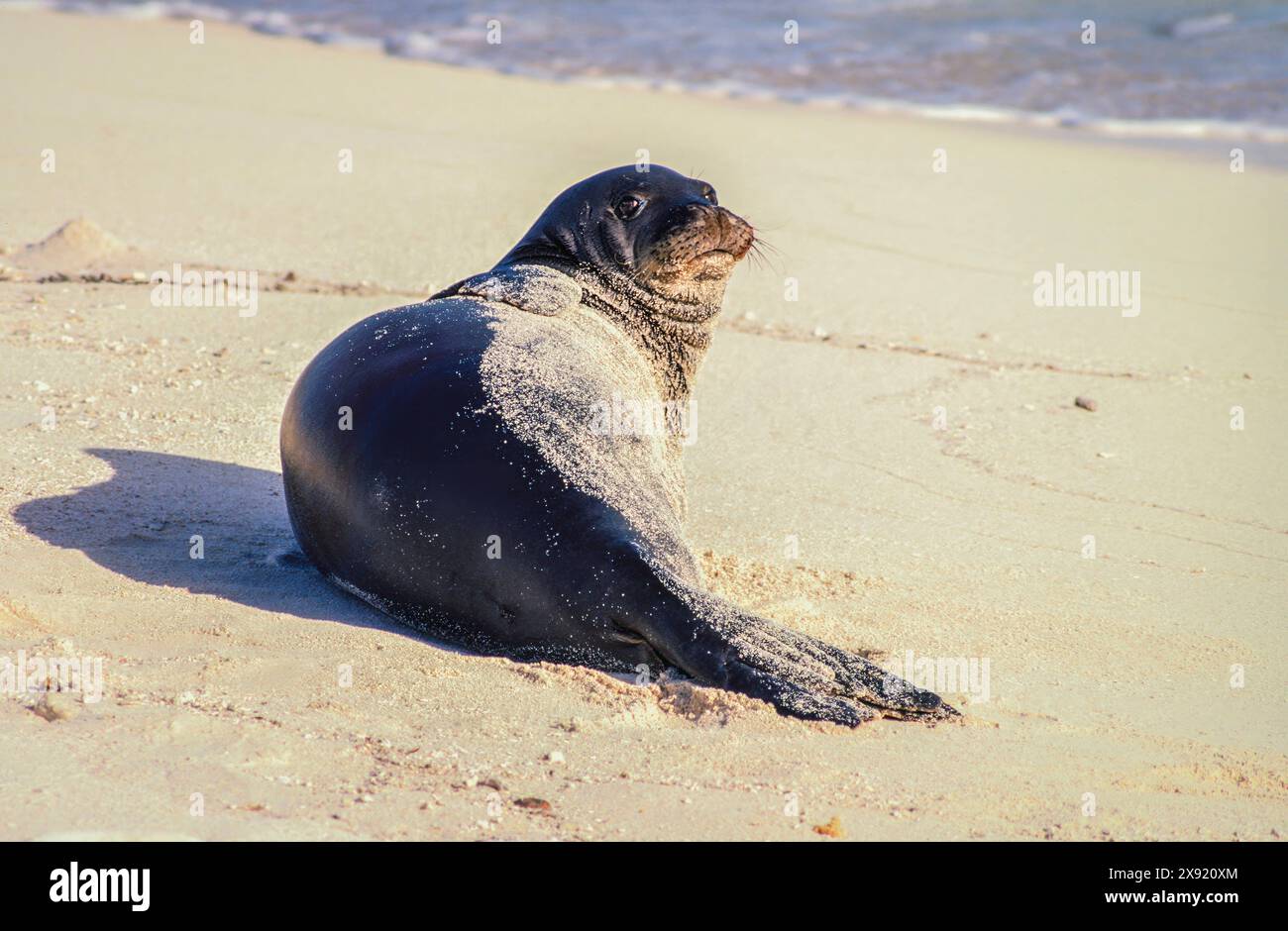 Tern island hawaii hi-res stock photography and images - Alamy