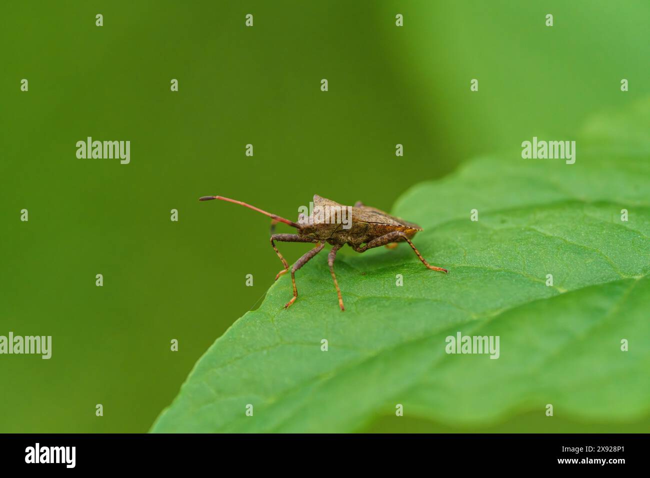 A tiny insect perches delicately on a vibrant green leaf, showcasing ...