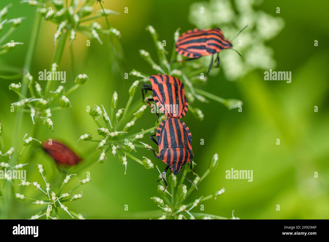 Two red and black striped insects are perched on a plant, possibly ...