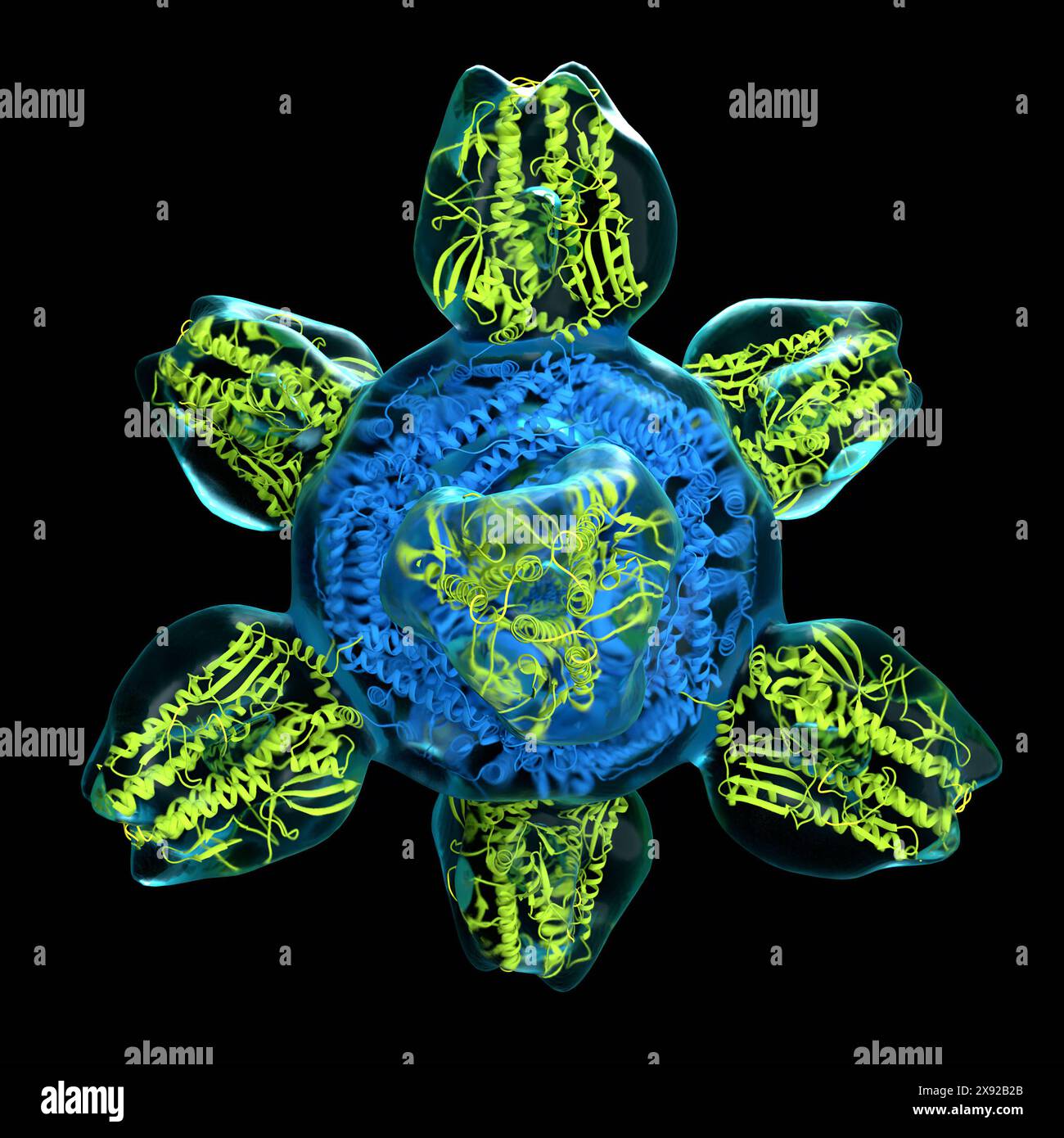 Colorized structure of a prototype for a universal flu vaccine. The nanoparticle is a hybrid of a protein scaffold blue and eight influenza hemagglutinin proteins on the surface yellow. The hemagglutinin was specifically engineered to display antibody binding sites common to all human influenza subtypes. The particle designed by Jeffrey Boyington VRC has been shown to be an effective immunogen in mice and ferrets VRC. 3D structure of the particle was determined by cryo-electron microscopy by John Gallagher and Audray Harris Laboratory of Infectious Diseases. Prototype for a Universal Flu Vacci Stock Photo