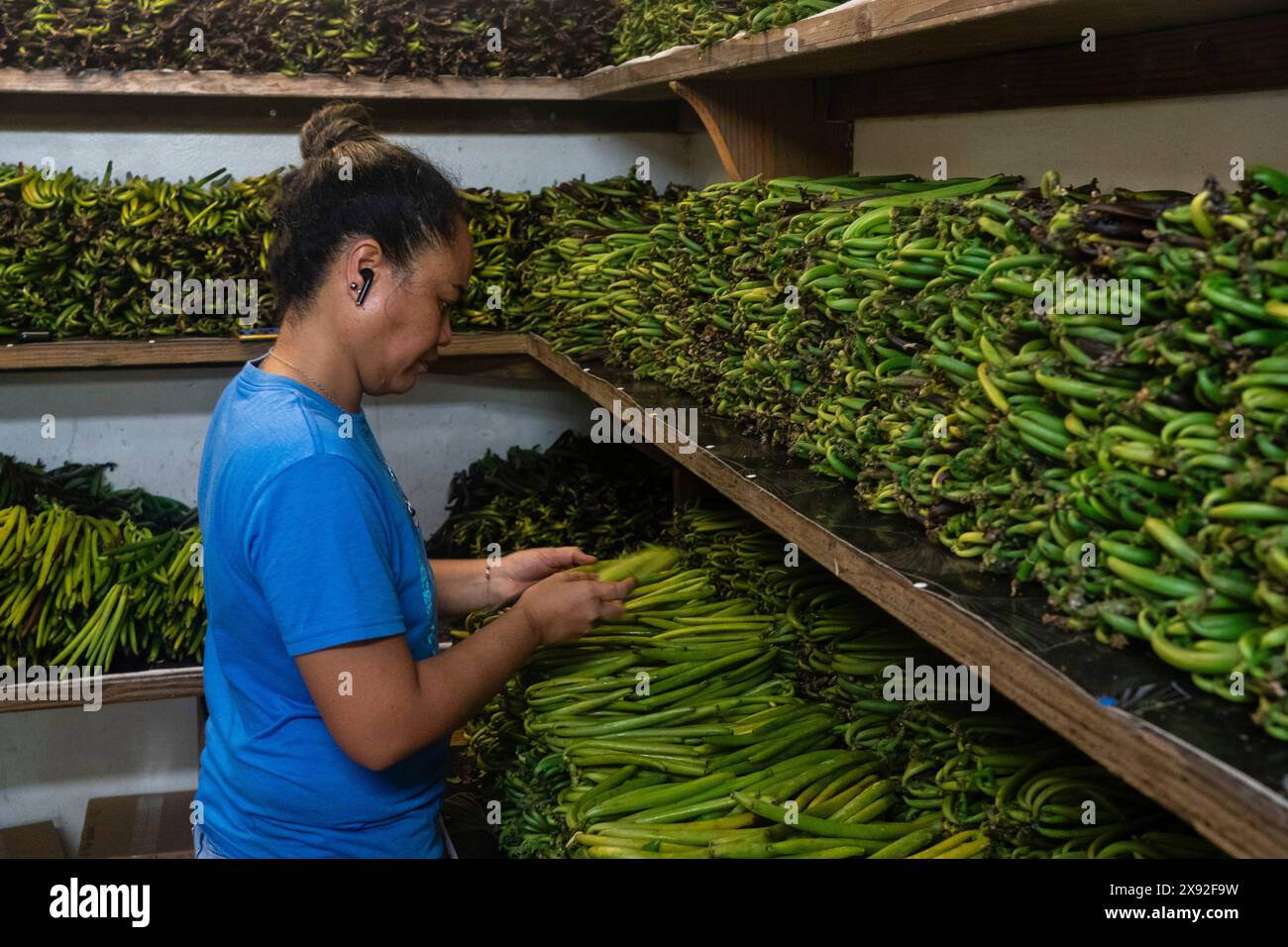 Vanilla beans, Taha'a, Society Islands, French Polynesia. Stock Photo