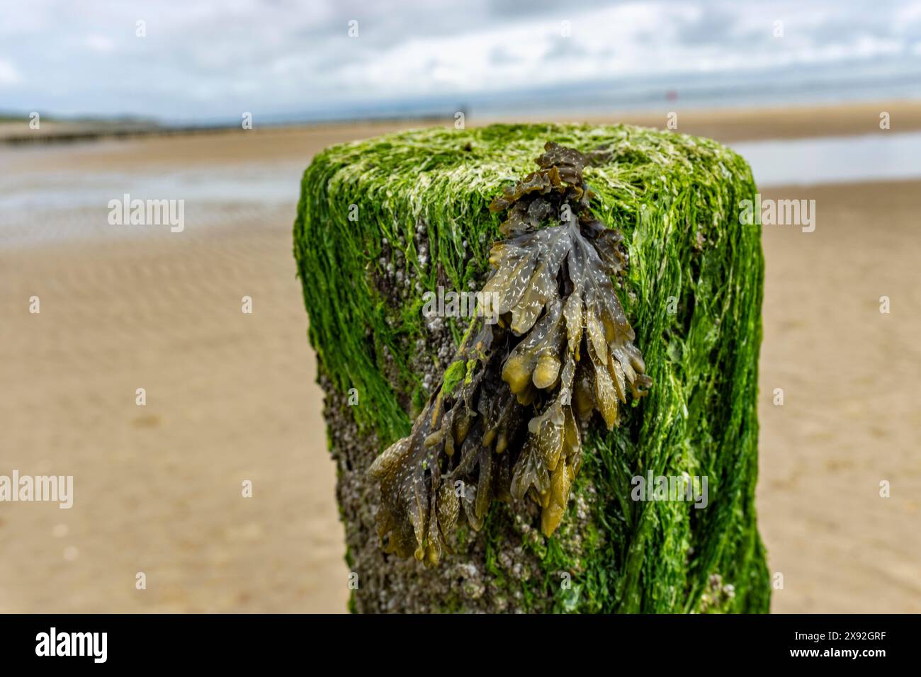 North Sea coast in Zeeland, called Zeeland Riviera, breakwater, made of wooden piles, near Zoutelande, municipality of Veere, Netherlands, Stock Photo
