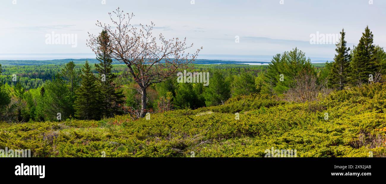 Panoramic view from a hilltop along the Greenstone Ridge Trail with Siskiwit Lake in the distance.  Isle Royale National Park, Michigan, USA. Stock Photo