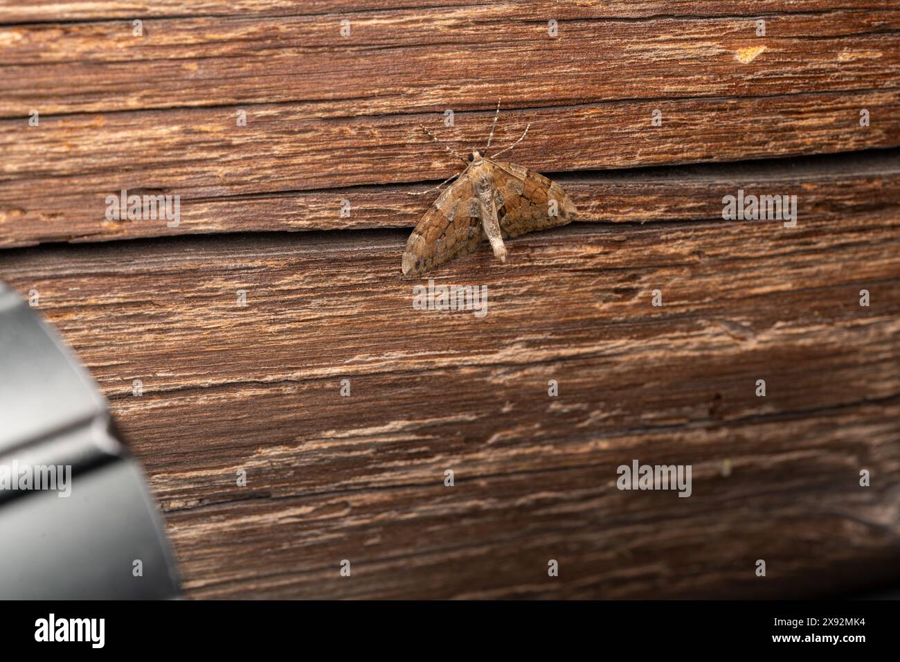 Thera obeliscata Family Geometridae Genus Thera Grey pine carpet moth