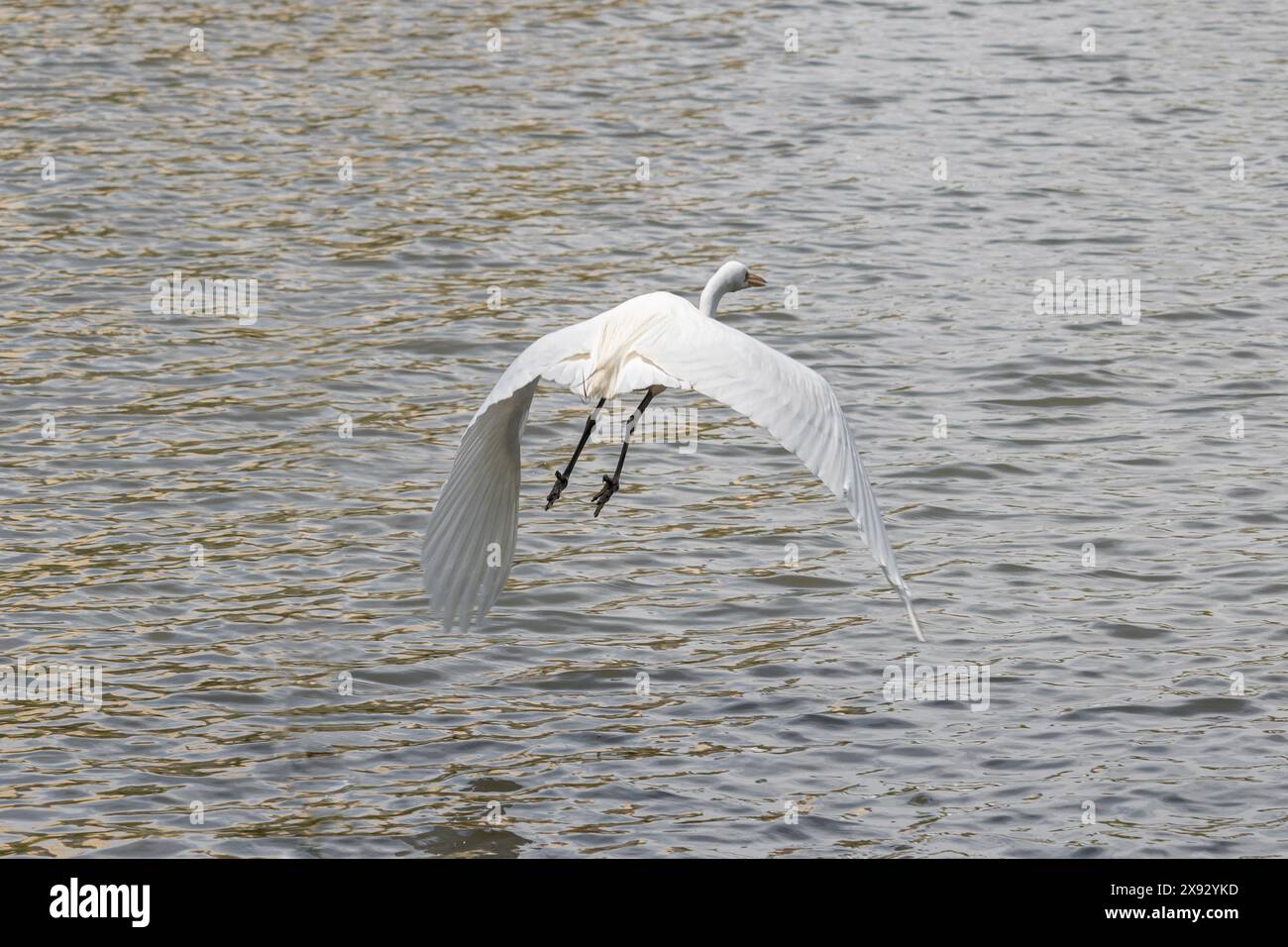 a great egret or white heron taking off in flight over water, with wings catching wind undercurrent, view from behind with legs clearly visible Stock Photo