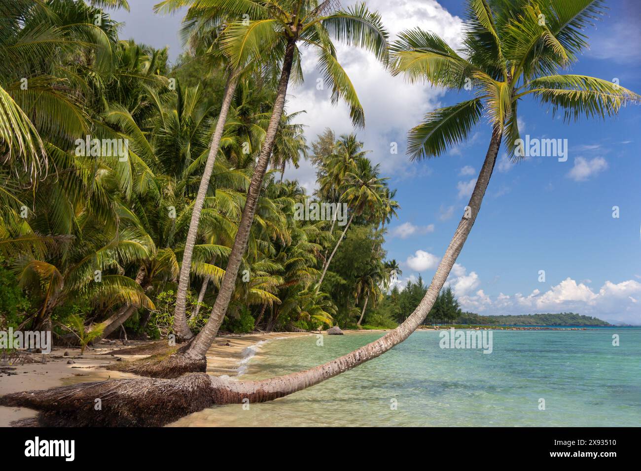 Crystal clear water on leaf hi-res stock photography and images - Alamy
