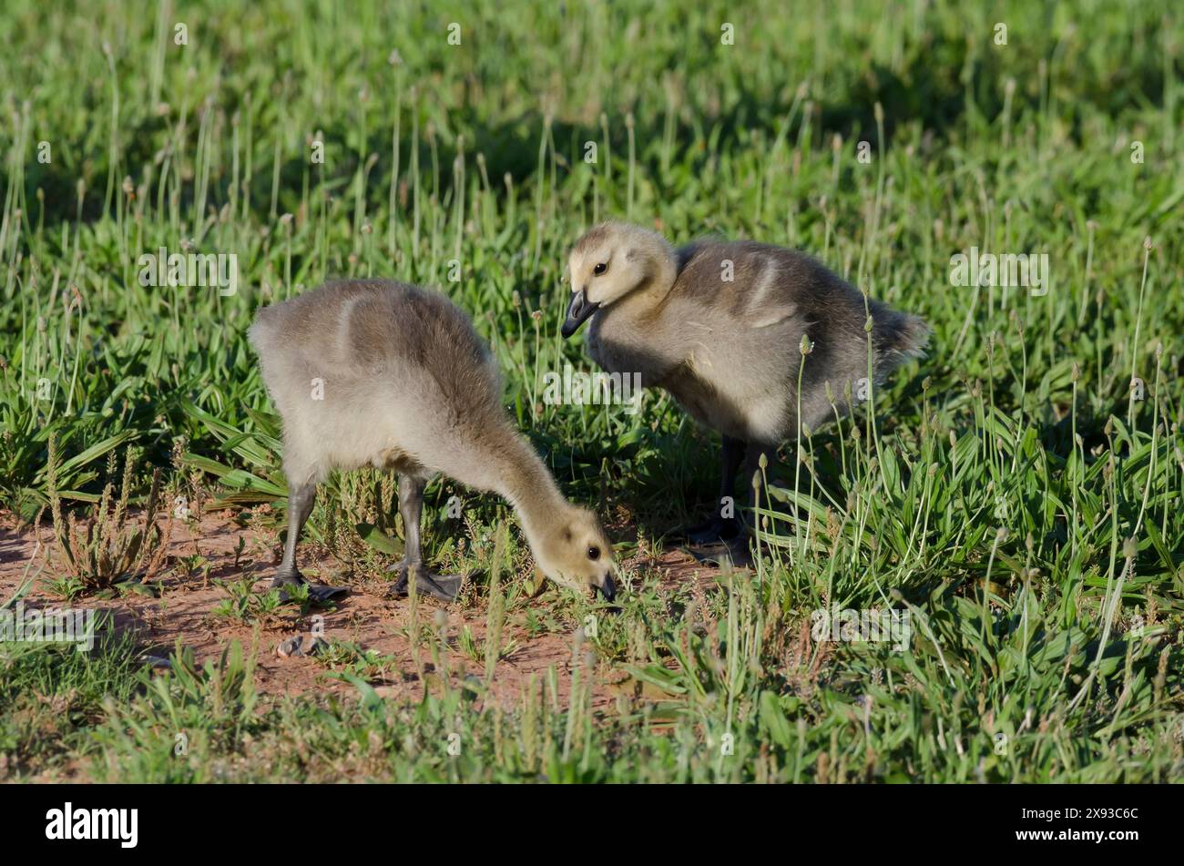 Canada Goose, Branta canadensis, goslings feeding Stock Photo