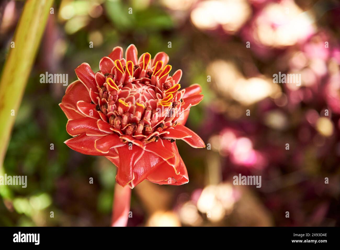 Flower Of Etlingera Elatior Commonly Known As Torch Ginger Flower Of Etlingera Elatior Commonly Known As Torch Ginger