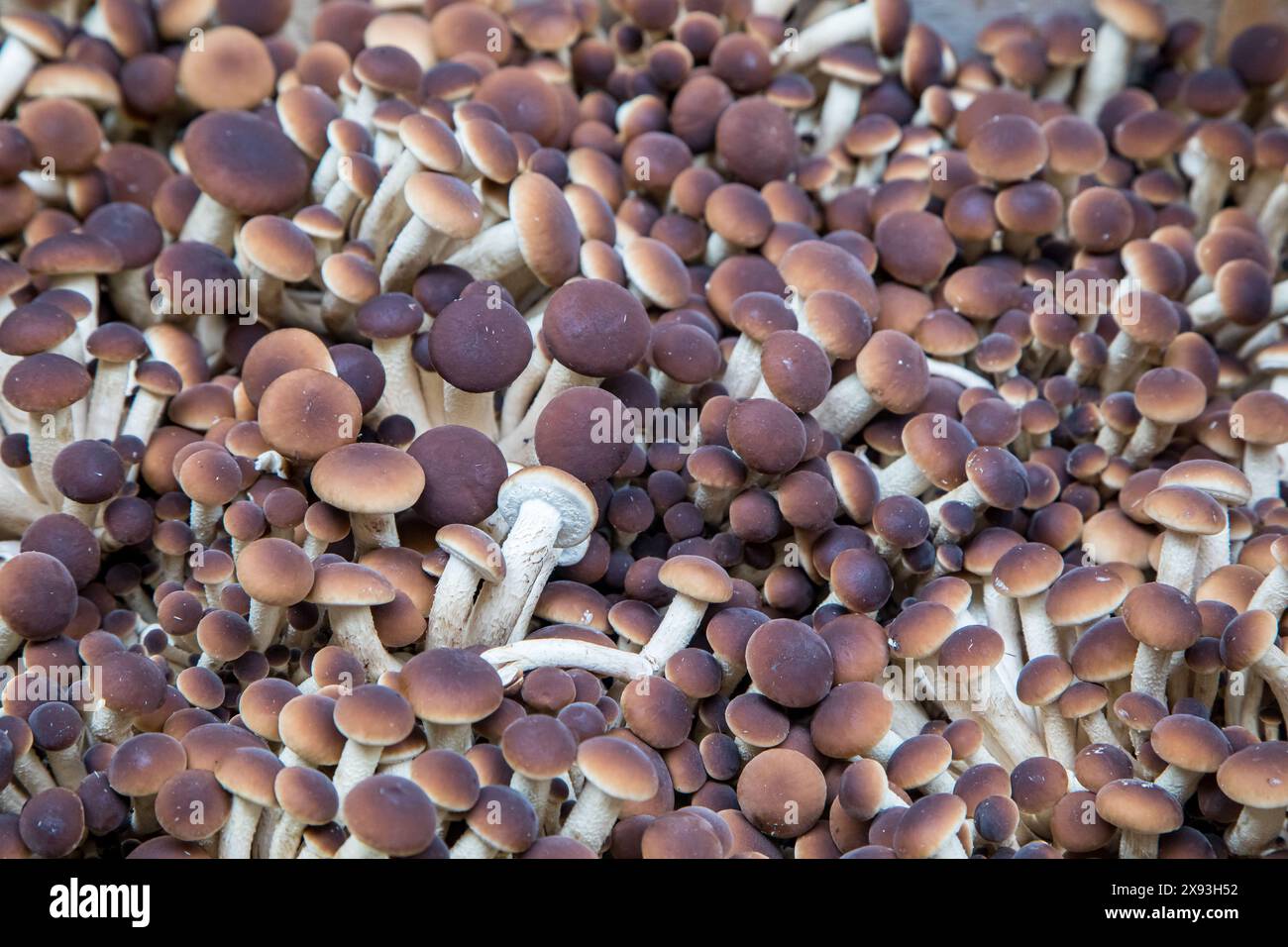 Close-up of clusters of brown and white beech mushrooms. Stock Photo