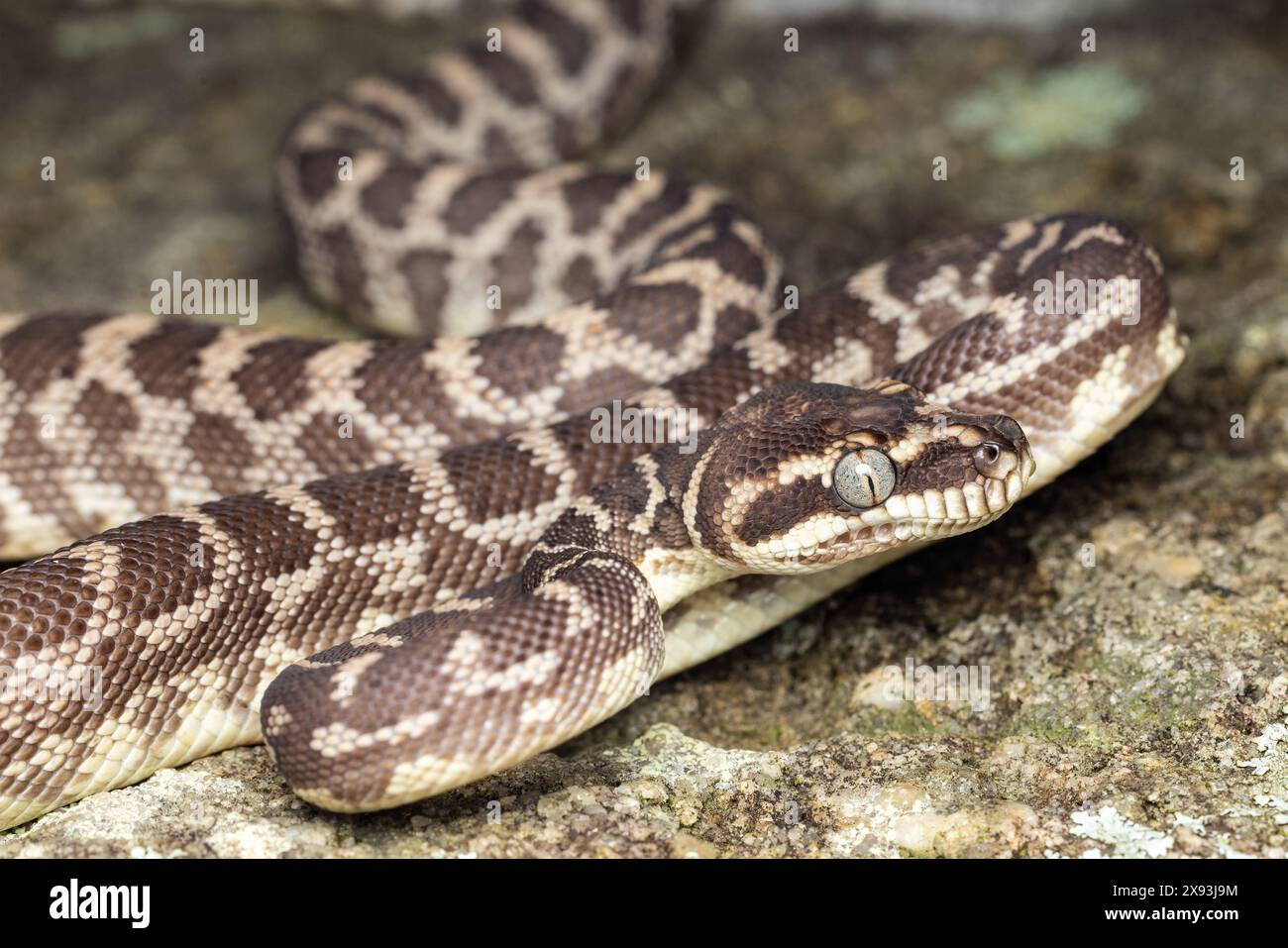 Australian Rough-scaled Python, Morelia carinata Stock Photo - Alamy