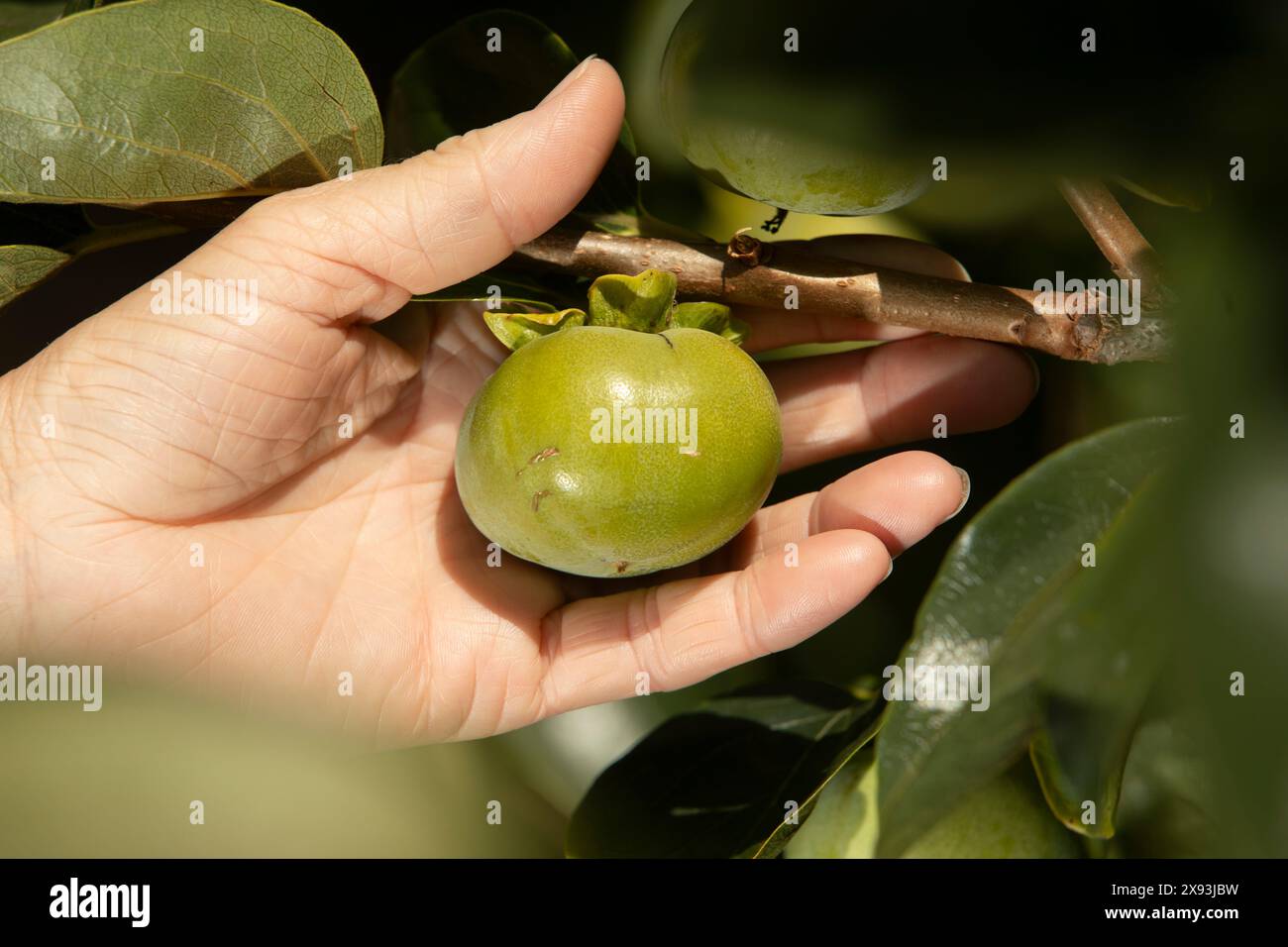 fruit, New Zealand Stock Photo
