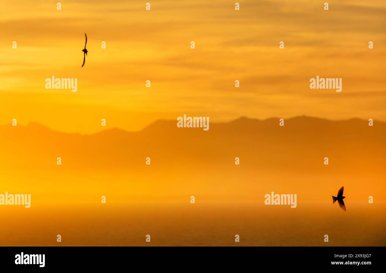 birds at sunset Stock Photo