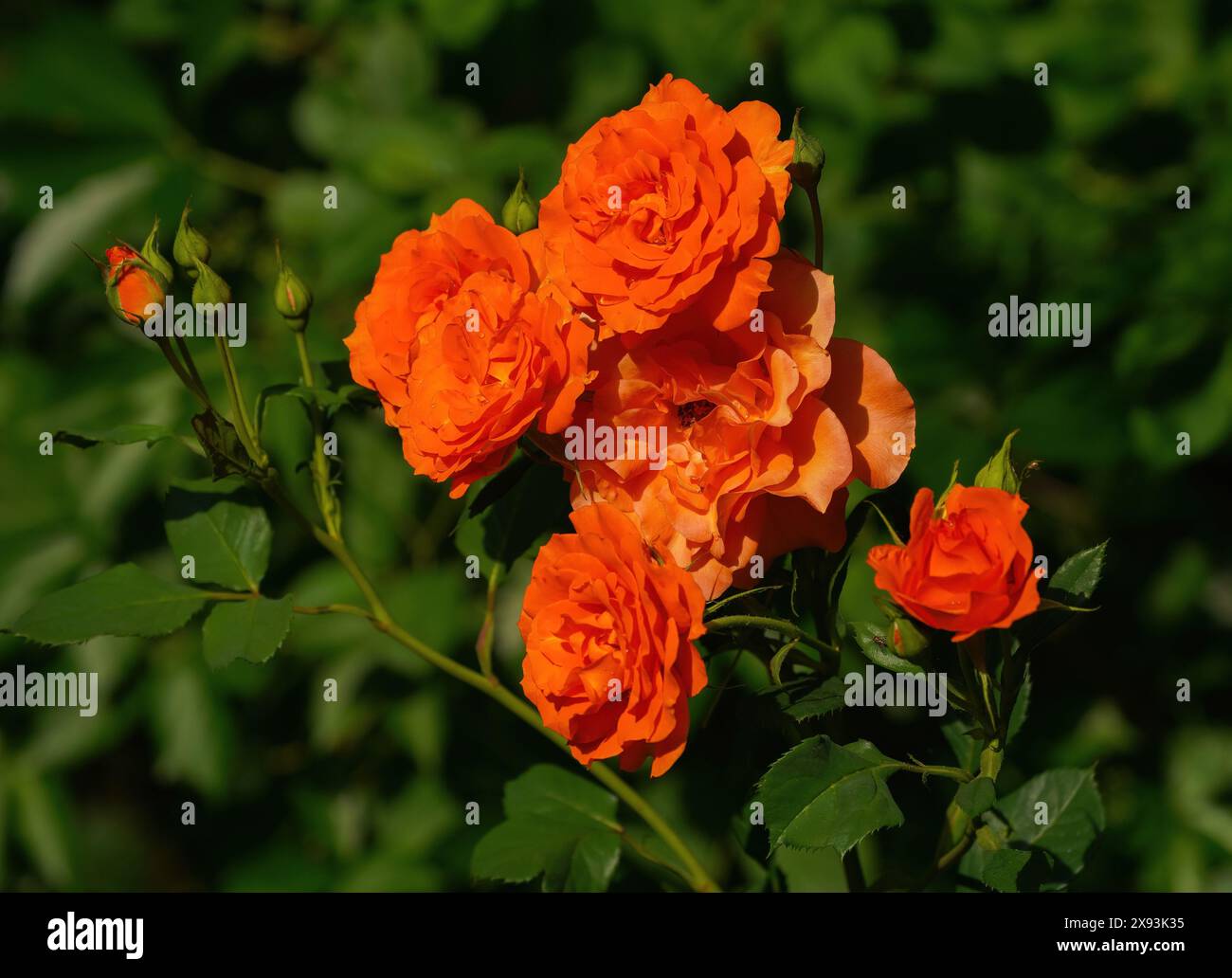 Bright orange color hi-res stock photography and images - Alamy