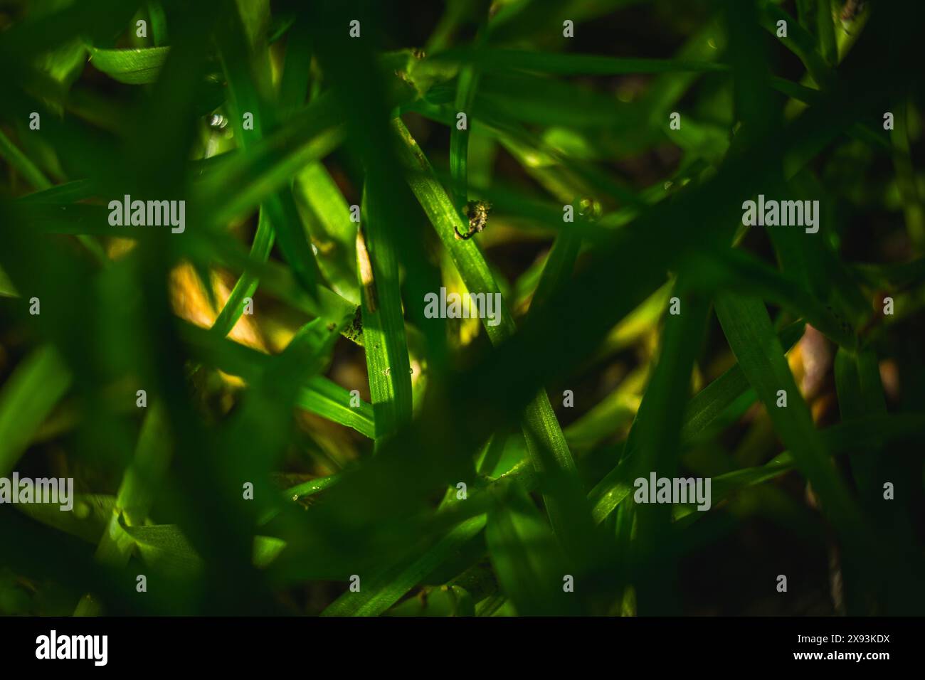 Micro close up shot grass hi-res stock photography and images - Alamy