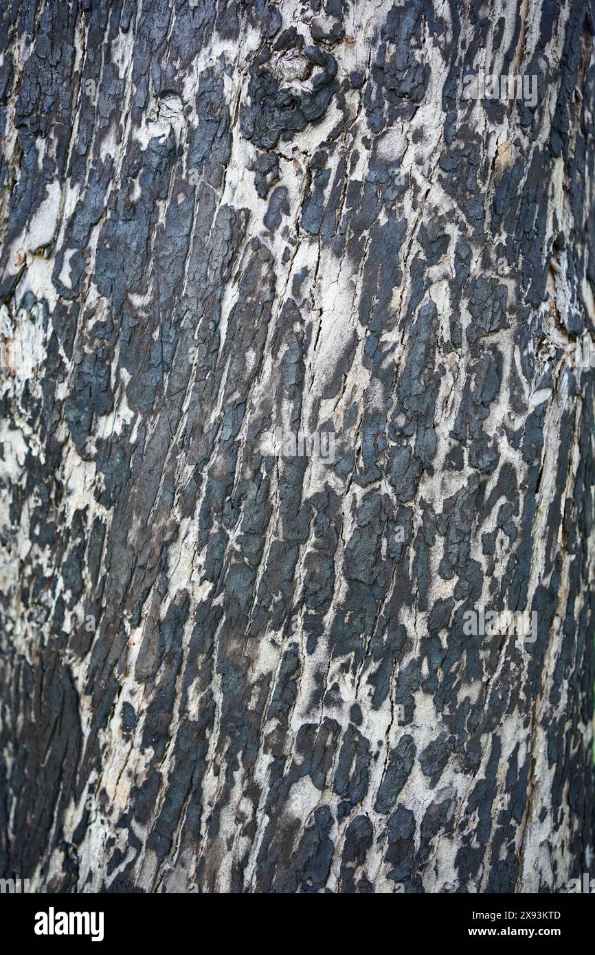 Texture of burnt trunk tree. Stock Photo