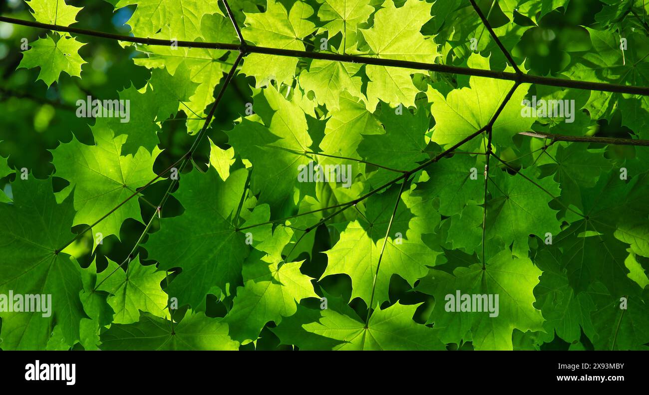 Bright sunlight filtering through vibrant green leaves creates a serene and refreshing forest canopy. Stock Photo