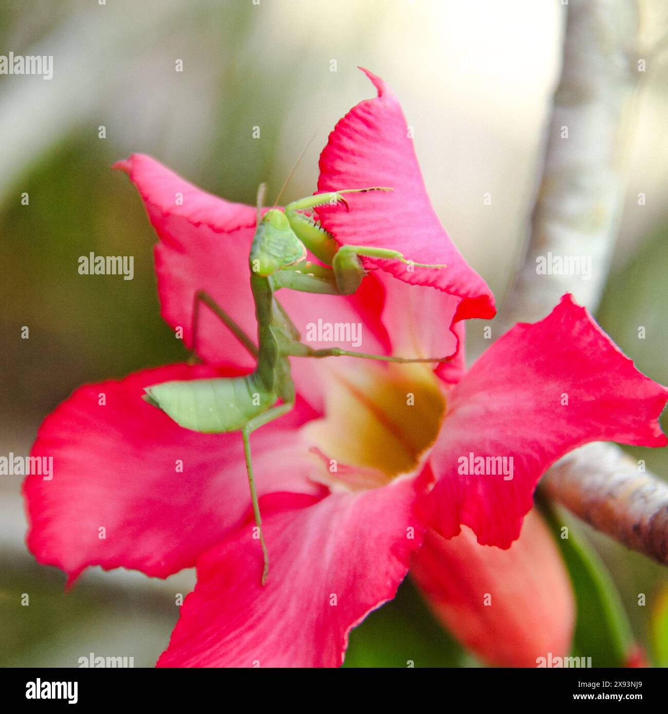 Green praying mantises on top of plants, where the animals wait for