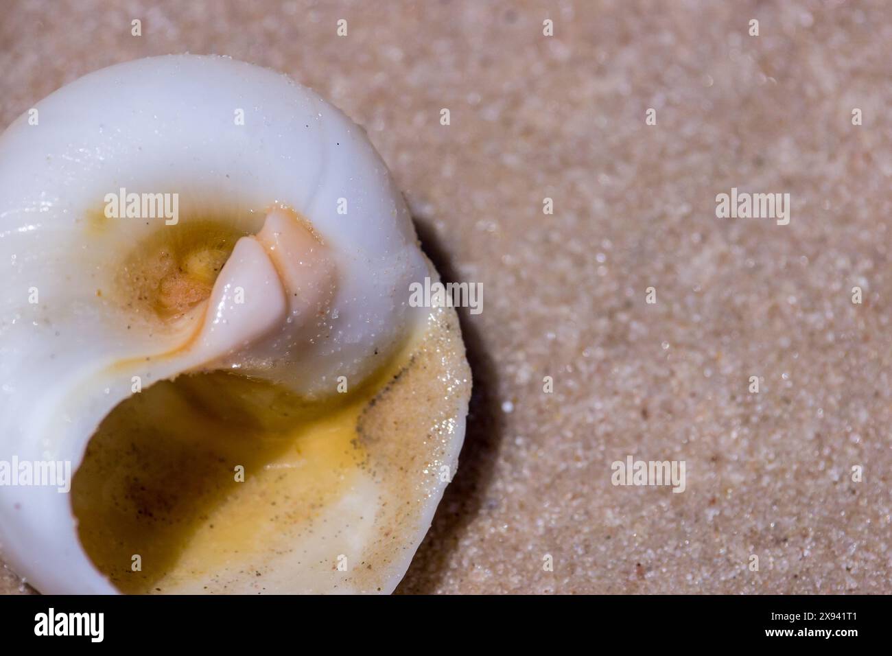 Spiral of the underside of a white shell on a sandy beach Stock Photo ...