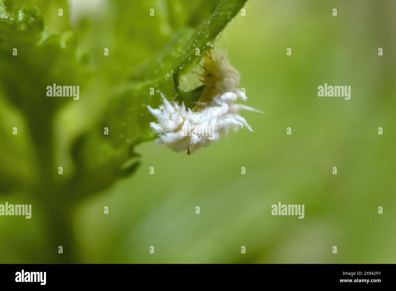 Planococcus citri, commonly known as the citrus mealybug isolated ...