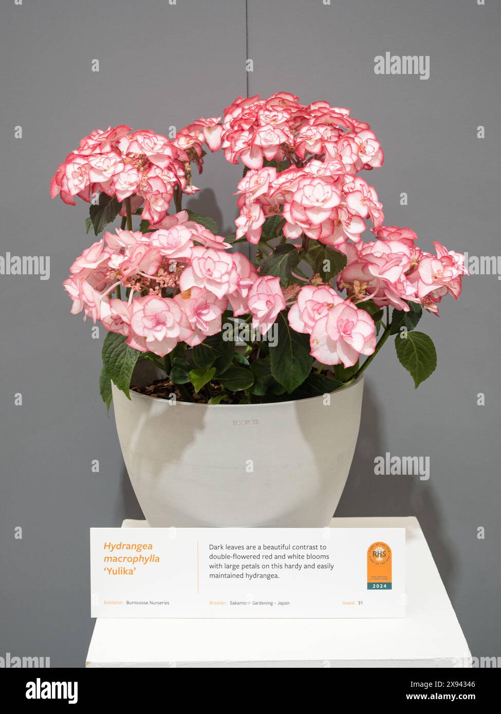 Hydrangea macrophylla 'Yulika' Stock Photo