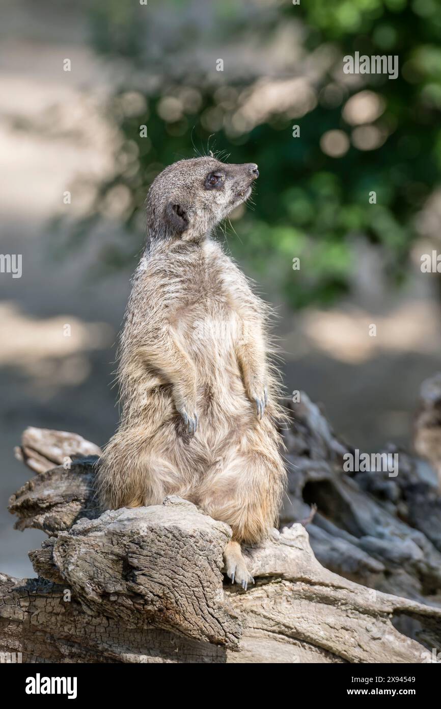 suricate-meerkat-in-standing-hi-res-stock-photography-and-images-alamy