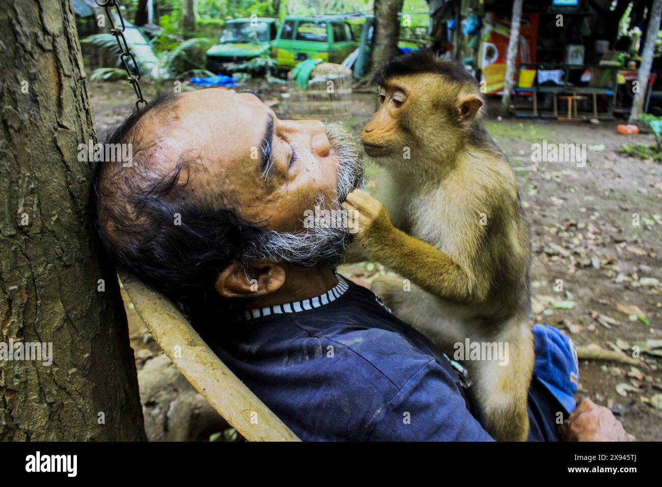 Medan, North Sumatra, Indonesia. 29th May, 2024. A monkey in Indonesia, playing with his grandfather, pulling is beard as if joking under a tree while relaxing during the day in Medan North Sumatra. (Credit Image: © Kartik Byma/ZUMA Press Wire) EDITORIAL USAGE ONLY! Not for Commercial USAGE! Stock Photo