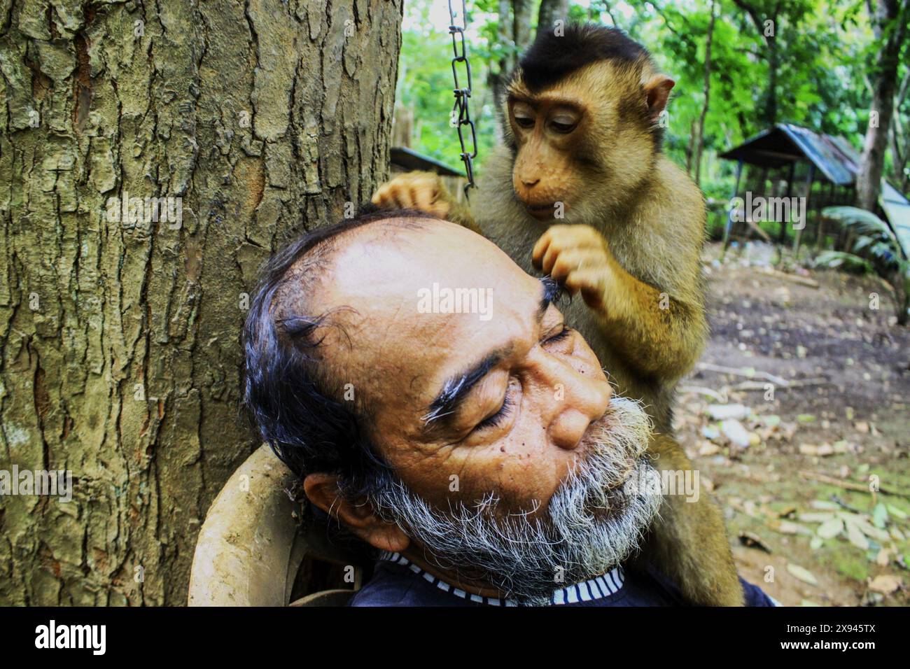 Medan, North Sumatra, Indonesia. 29th May, 2024. A grandfather, playing with a monkey under a tree while relaxing during the day in Medan City, North Sumatra Indonesia (Credit Image: © Kartik Byma/ZUMA Press Wire) EDITORIAL USAGE ONLY! Not for Commercial USAGE! Stock Photo