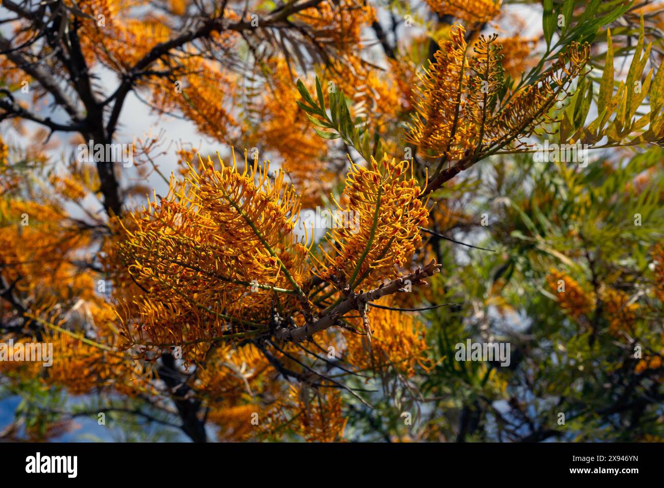 Closeup of flowers of silky oak (Grevillea robusta) in a park in Spain in summer Stock Photo