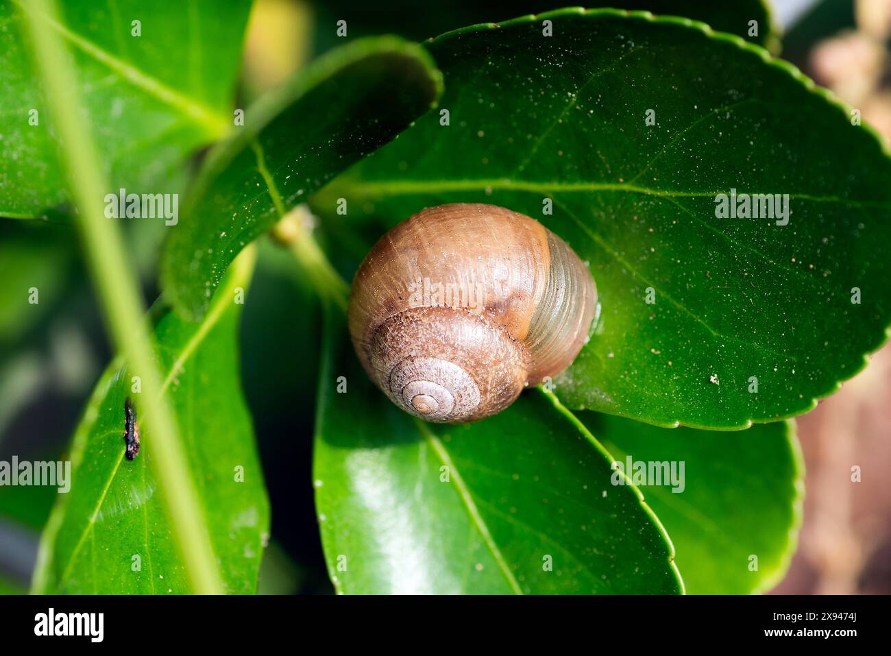 A snail on a green leaf Stock Photo