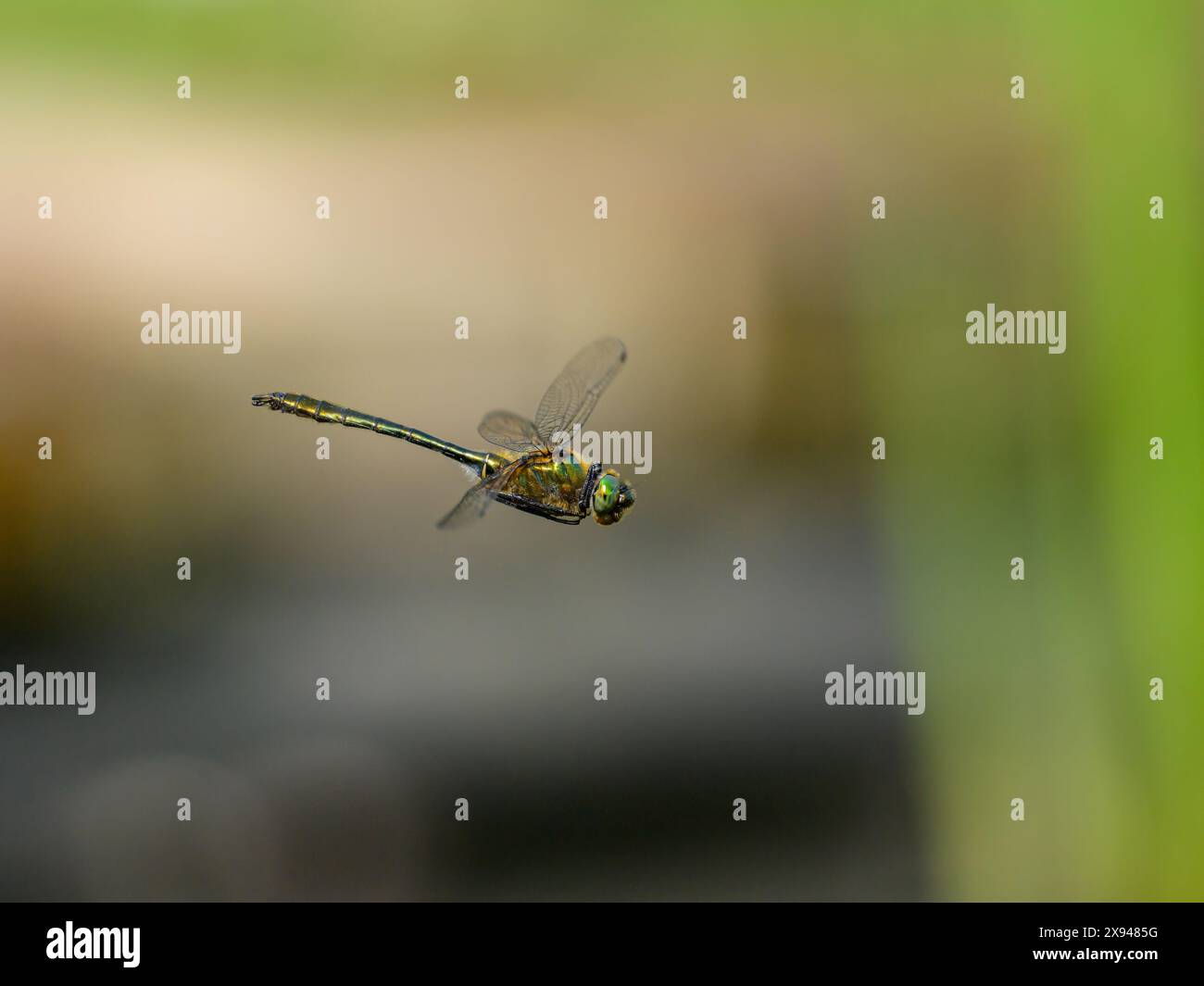 A Downy Emerald dragonfly (Cordulia aenea) flying over water, sunny day ...