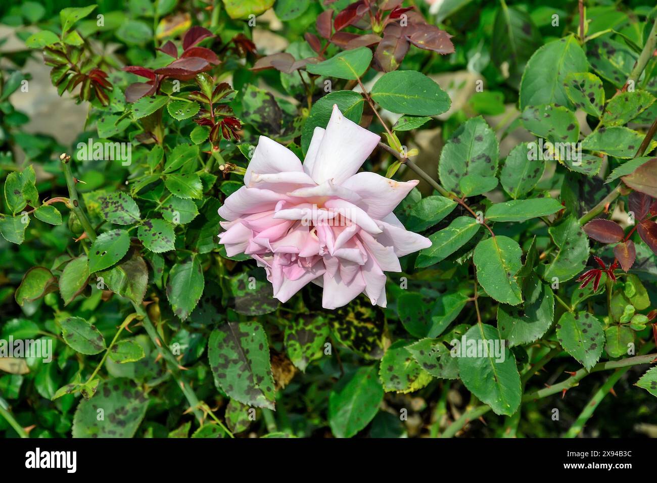 Rose bush with black spot disease on leaves - serious disease of roses caused by a fungus Marssonina rosae. Floriculture, gardening concept - treatmen Stock Photo