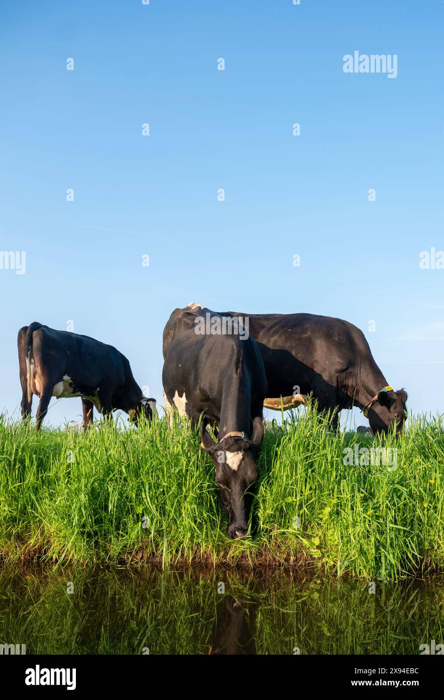 black and white spotted cows in green meadow under blue sky at sunrise ...