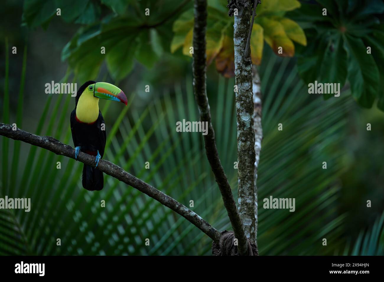 Beautiful Keel-Billed Toucan Bird Tucan T Shirt Costa Rica Beautiful Keel-Billed Toucan Bird Tucan T Shirt Costa Rica