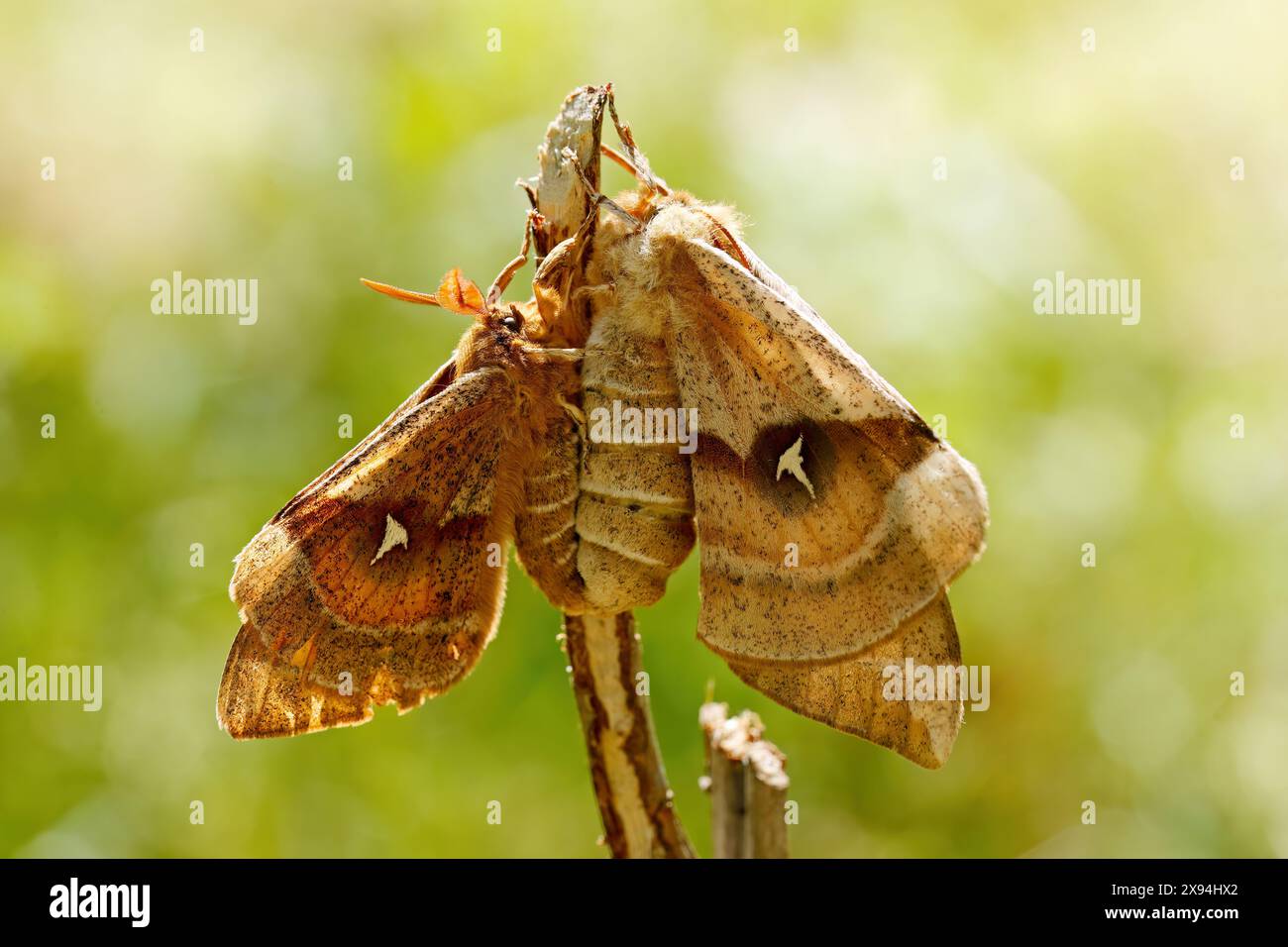 The tau emperor - Aglia tau -butterflies mating Stock Photo