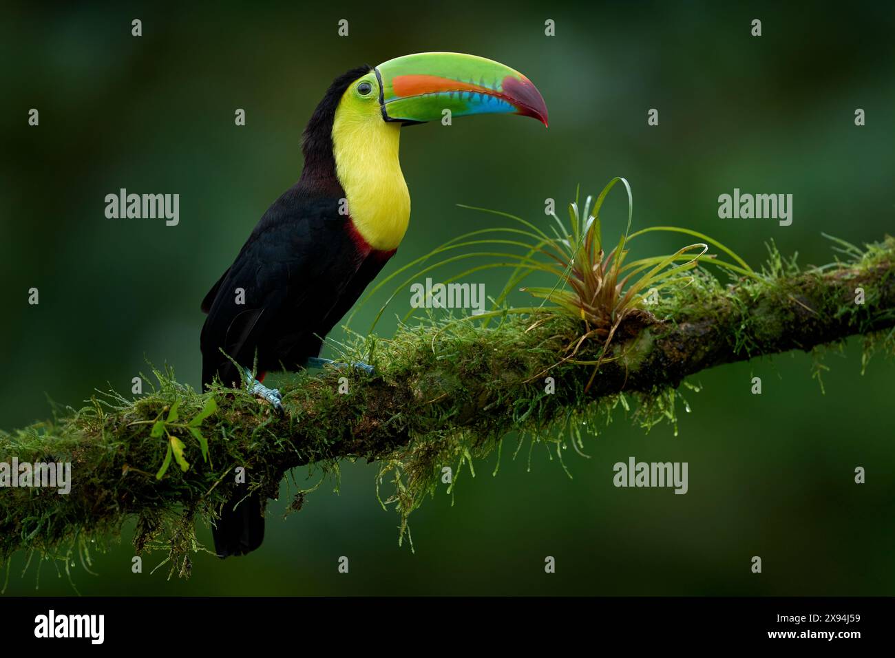 Costa Rica nature, tucan on tree branch. Keel-billed Toucan, Ramphastos ...