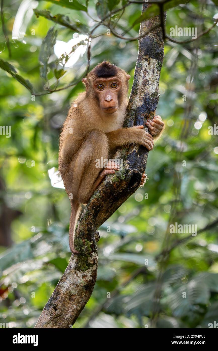 Southern Pig-tailed Macaque - Macaca nemestrina, large powerful macaque ...