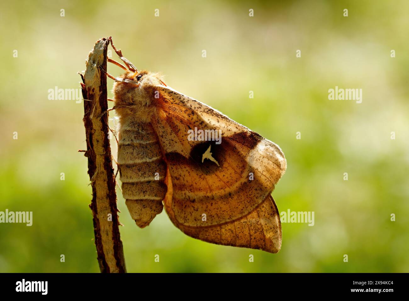 The tau emperor - Aglia tau -butterflies mating Stock Photo