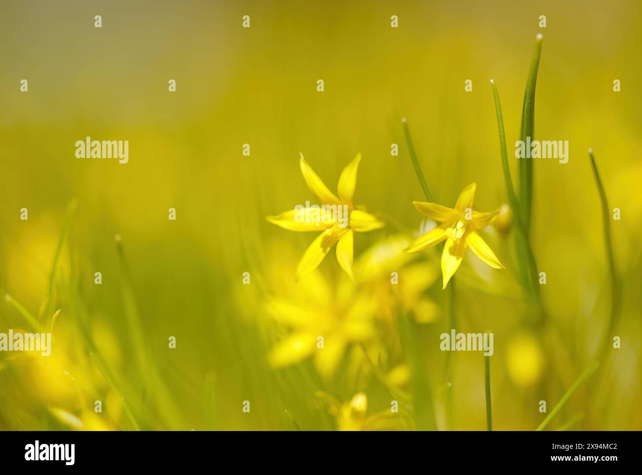 Gagea minima flowers blooming on a spring day in grass Stock Photo