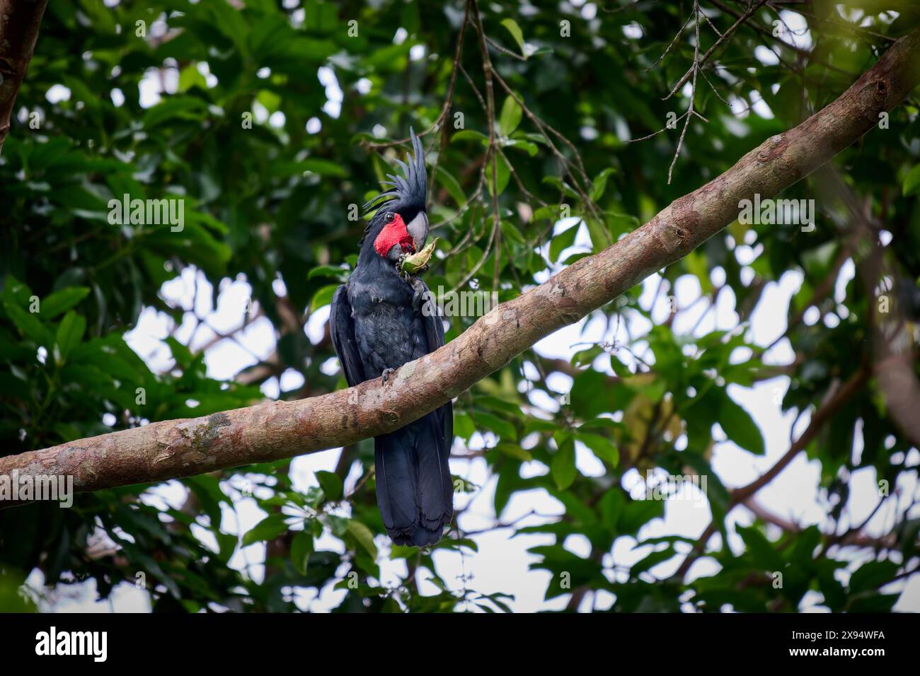 palm cockatoo (Probosciger aterrimus) eating a fruit, also known as the goliath cockatoo or great black cockatoo,  Raja Ampat Stock Photo