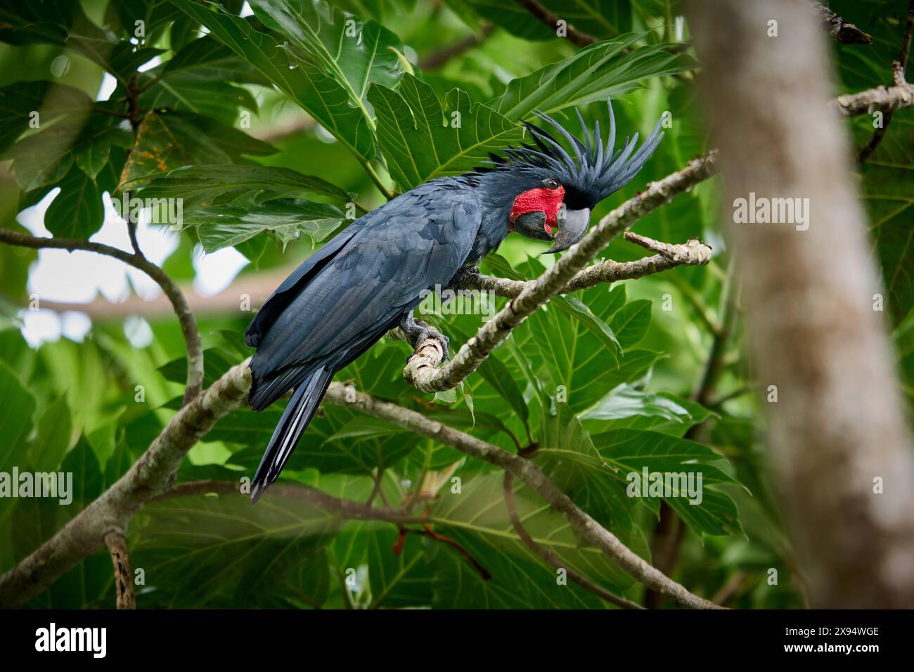 palm cockatoo (Probosciger aterrimus), also known as the goliath cockatoo or great black cockatoo,  Raja Ampat Biodiversity Nature Resort, Waigeo Stock Photo