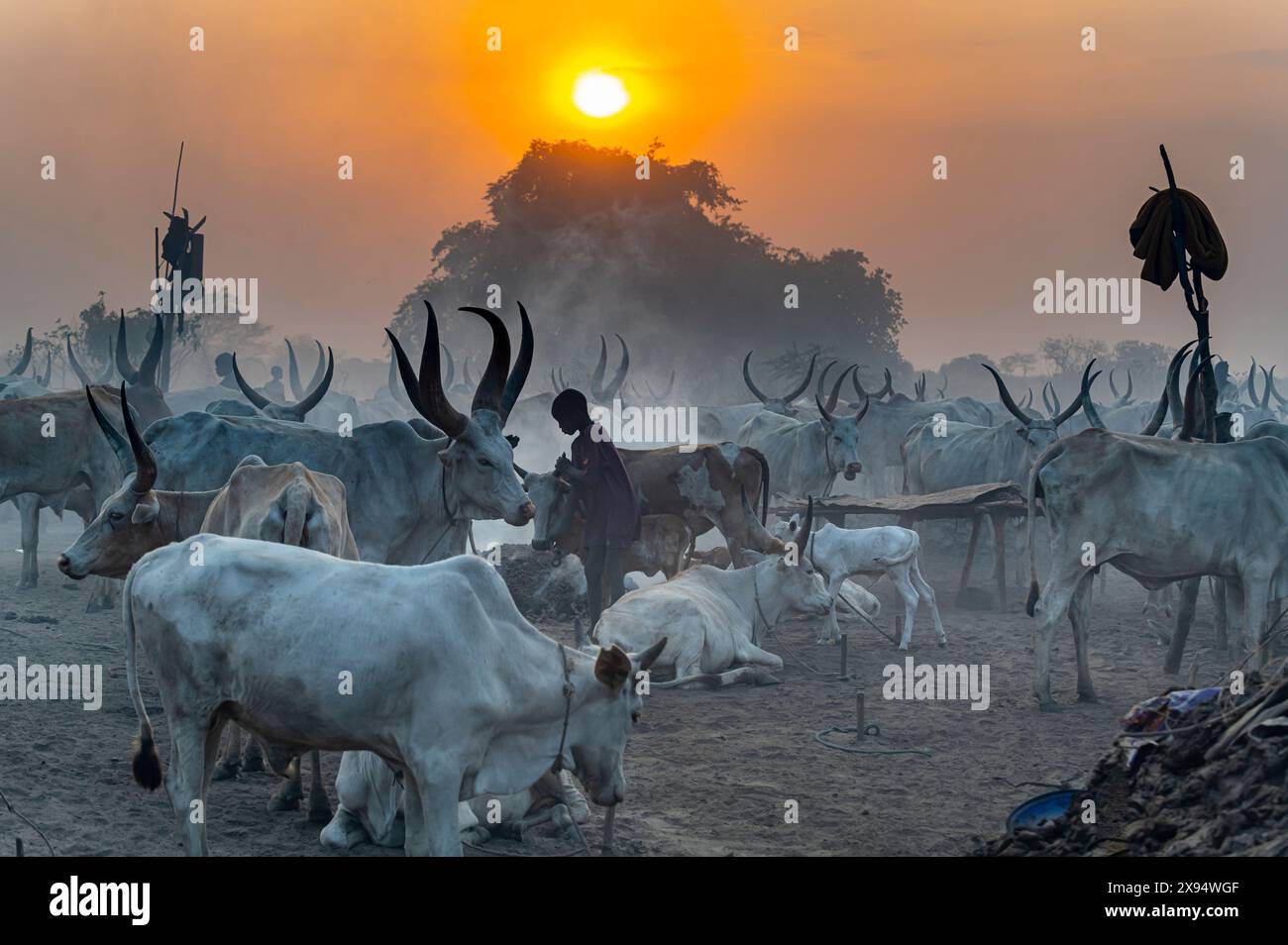 Mundari Backlit photo of a Mundari cattle camp, Mundari tribe, South Sudan ...