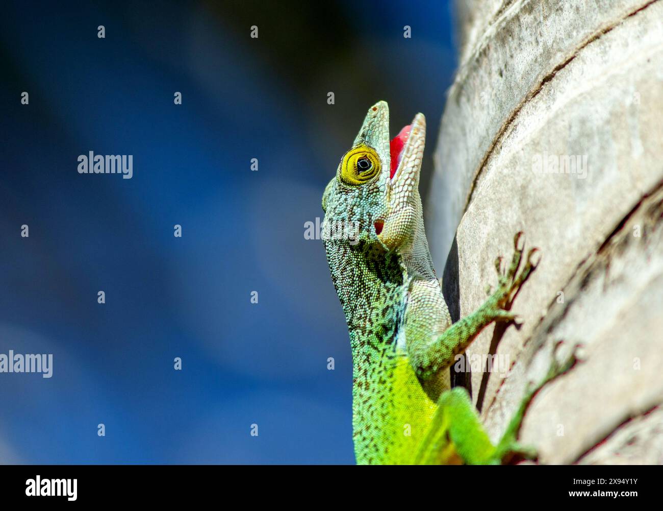 Antiguan Anole Lizard (Anolis Leachii), Bermuda, North Atlantic, North America Stock Photo