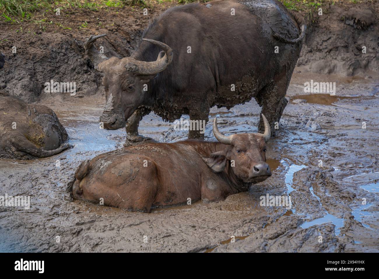 View of juvenile African buffalo in Hluhluwe-Imfolozi Park (Umfolozi), the oldest nature reserve in Africa, KwaZulu-Natal Province Stock Photo