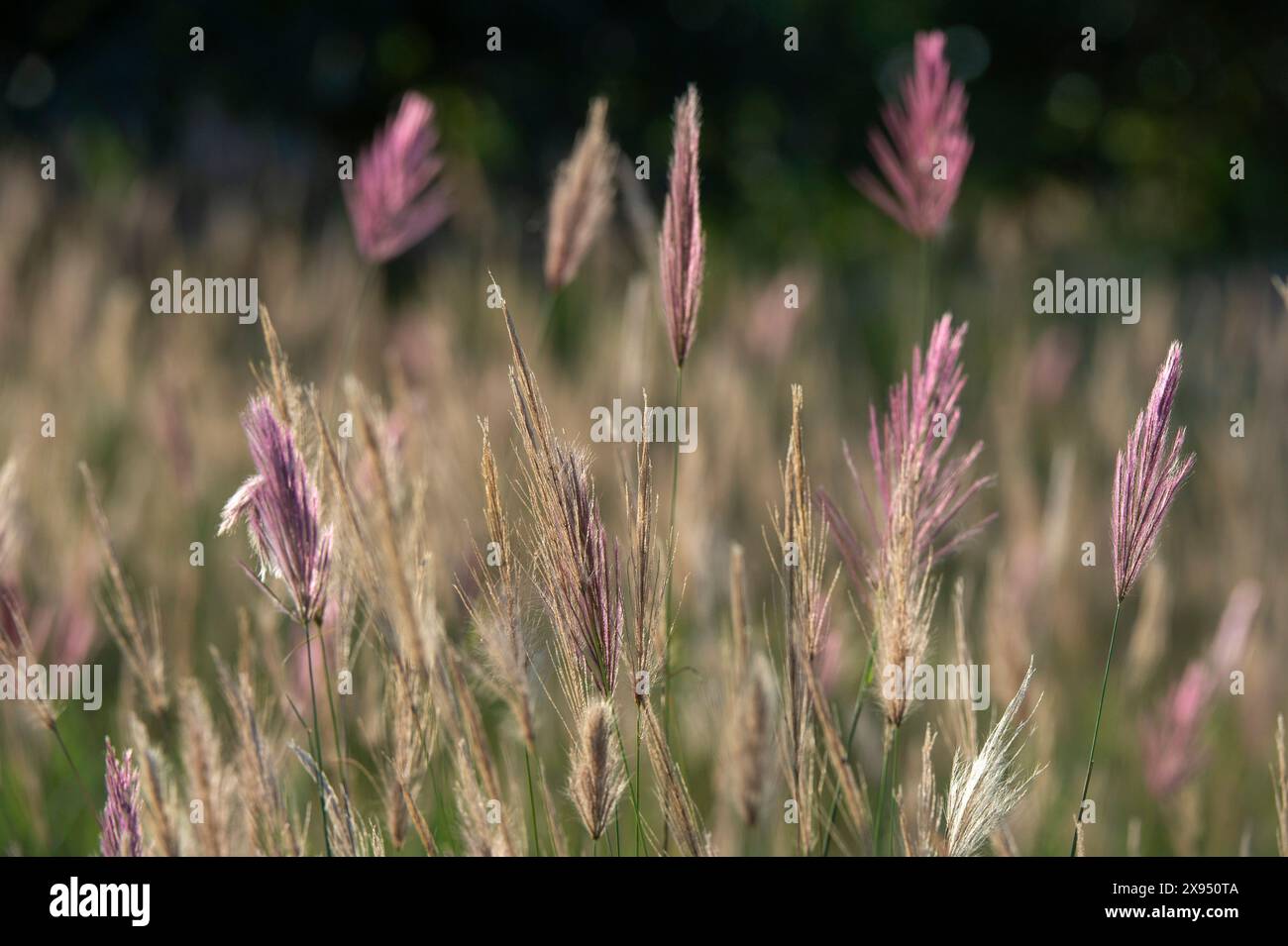 Red Oat Grass Themeda Triandra Tsavo Kenya Stock Photo Alamy Red Oat Grass Themeda Triandra Tsavo Kenya Stock Photo Alamy