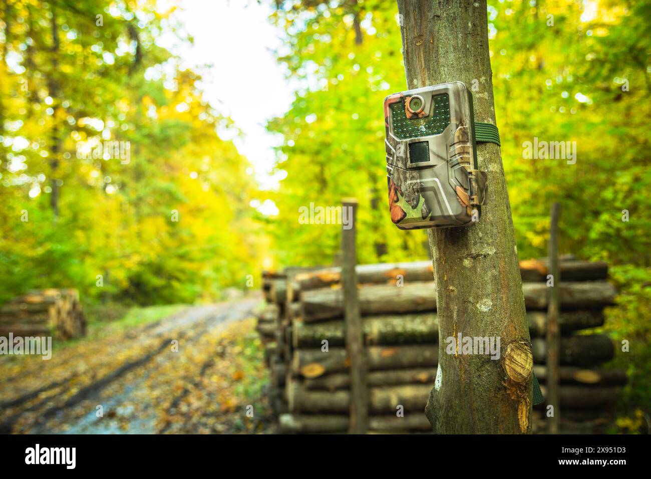 Camera trap in the autumn forest, guardian of felled wood Stock Photo
