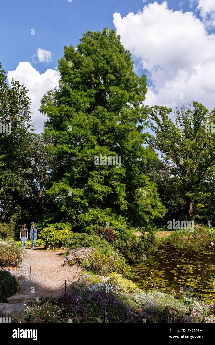 swamp cypress (Taxodium distichum) in the Flora, the Botanical Garden ...