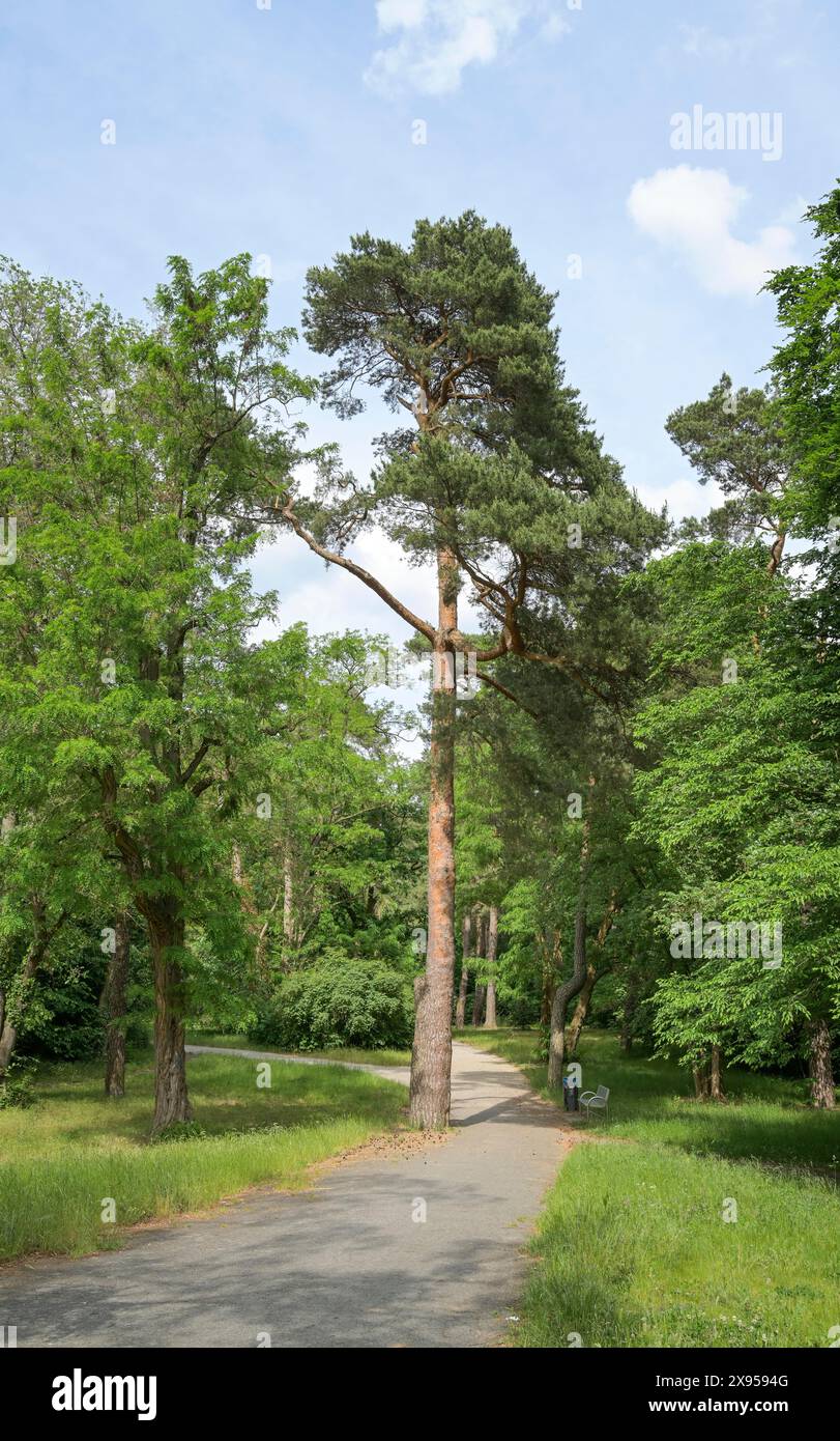 Pine tree in Park Vierling, Zehlendorf, Steglitz-Zehlendorf, Berlin, Germany, Kiefer im Park Vierling, Zehlendorf, Steglitz-Zehlendorf, Berlin, Deutsc Stock Photo