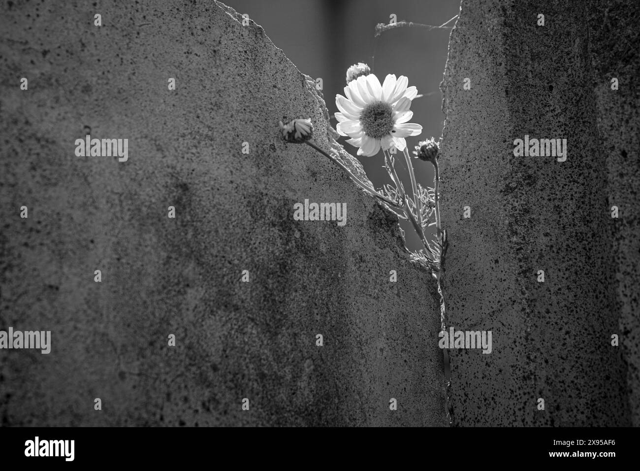 Flower crack cement hi-res stock photography and images - Alamy